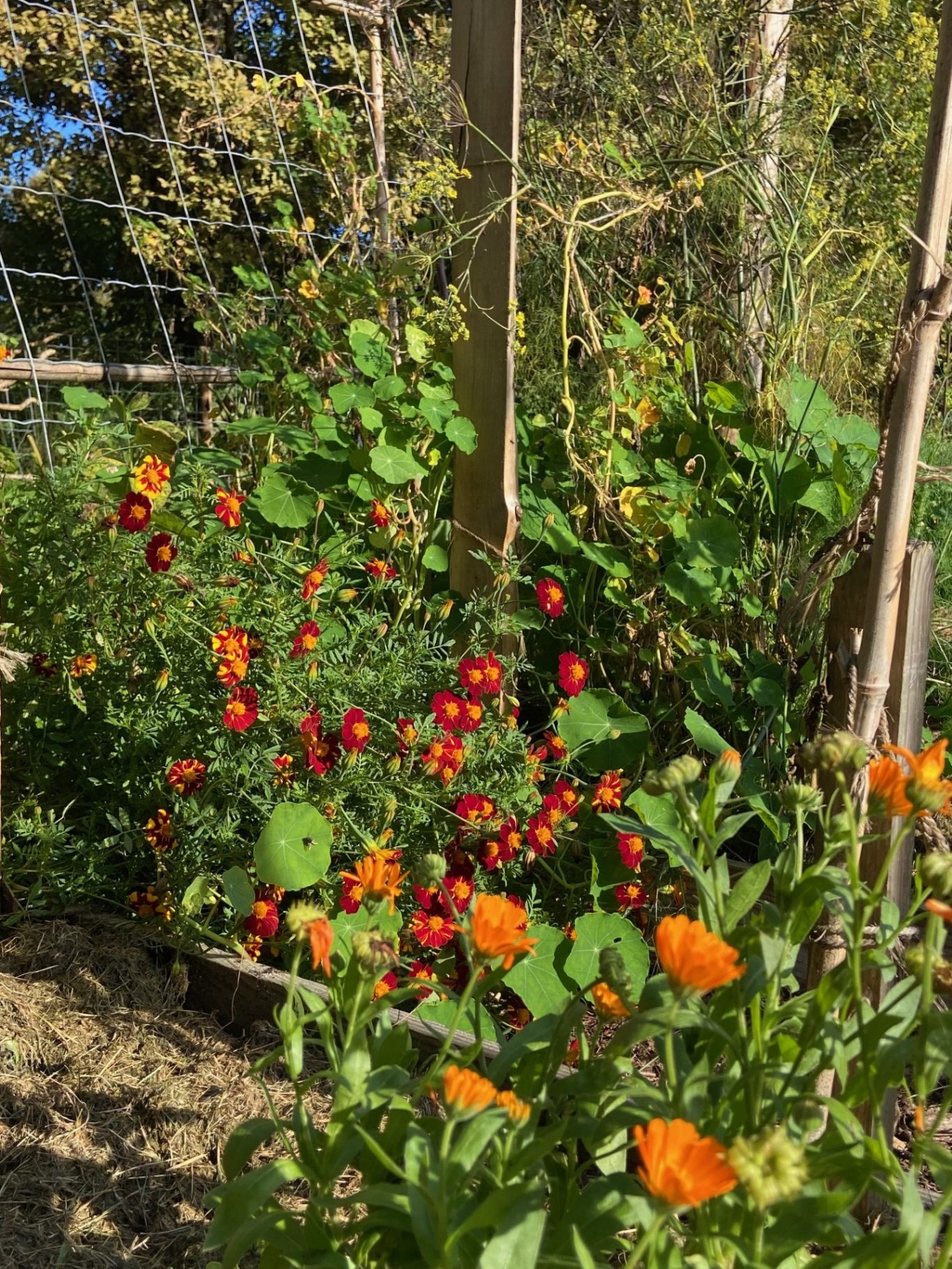 Potager et plantes compagnes en permaculture Plantes compagnes en permaculture