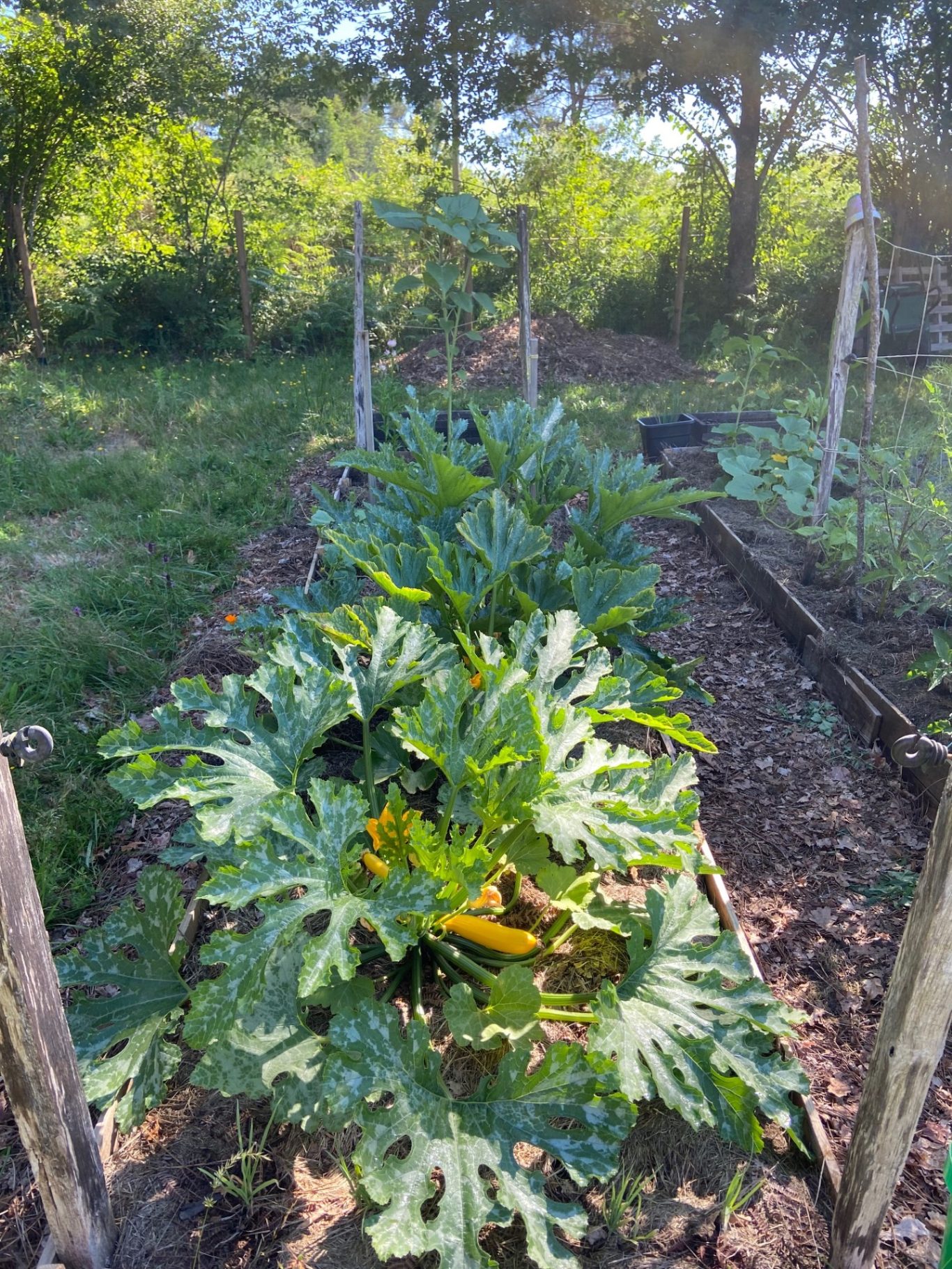 Planche potagère en permaculture Planche potagère en permaculture