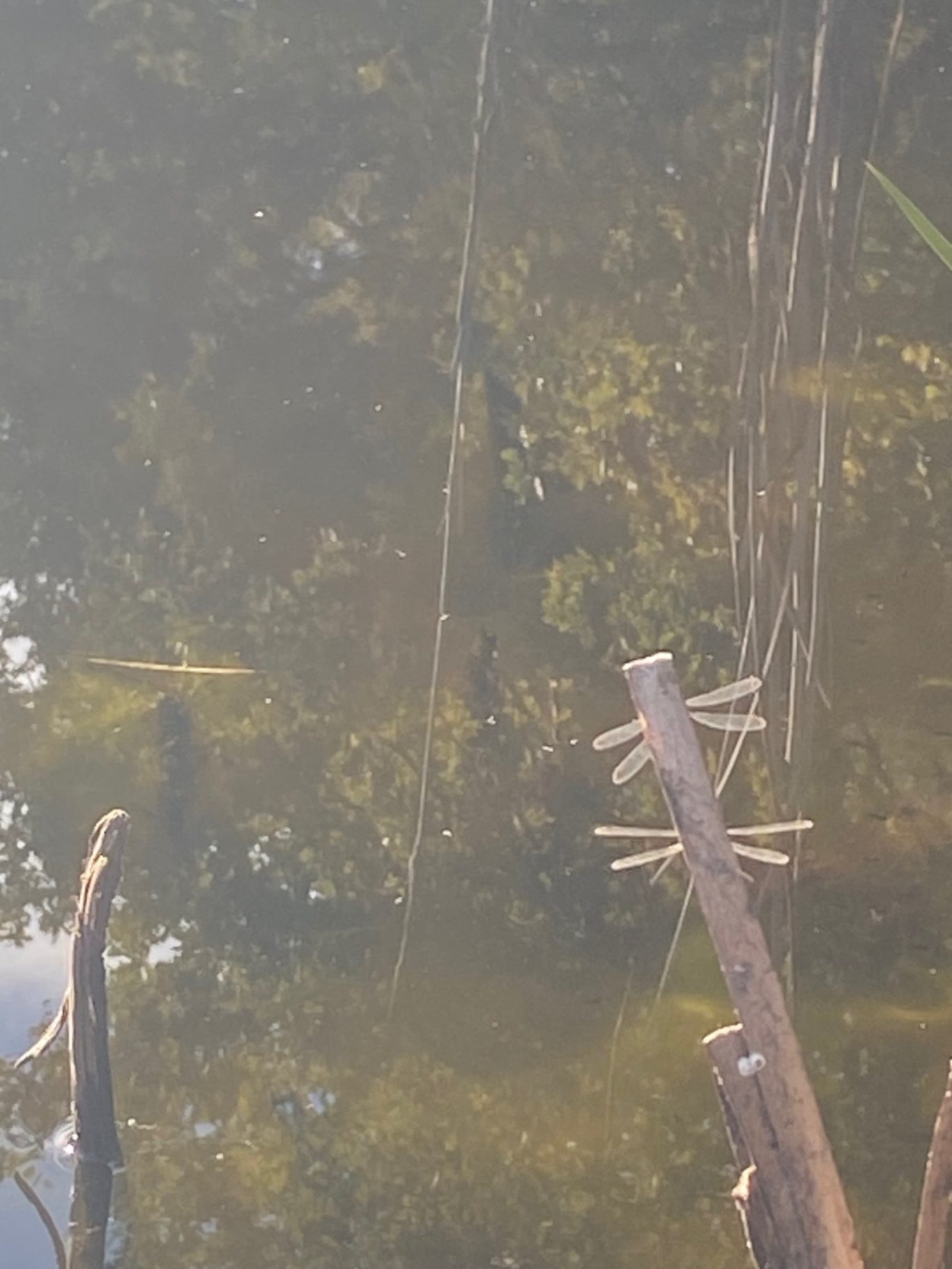 Reproduction libellules mare écologique Reproduction libellules mare écologique