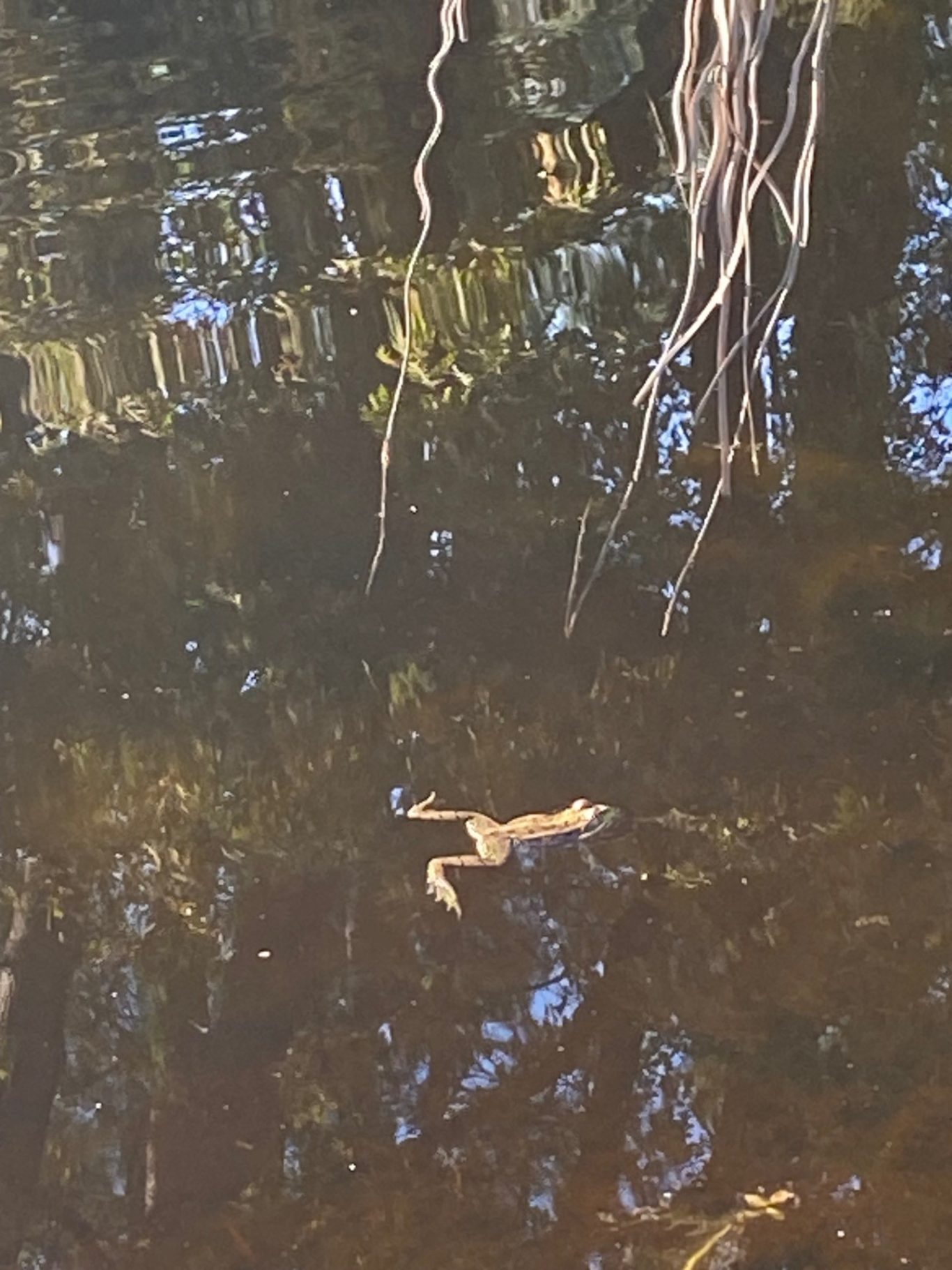 Grenouille nageant dans la mare écologique Grenouille nageant dans la mare écologique