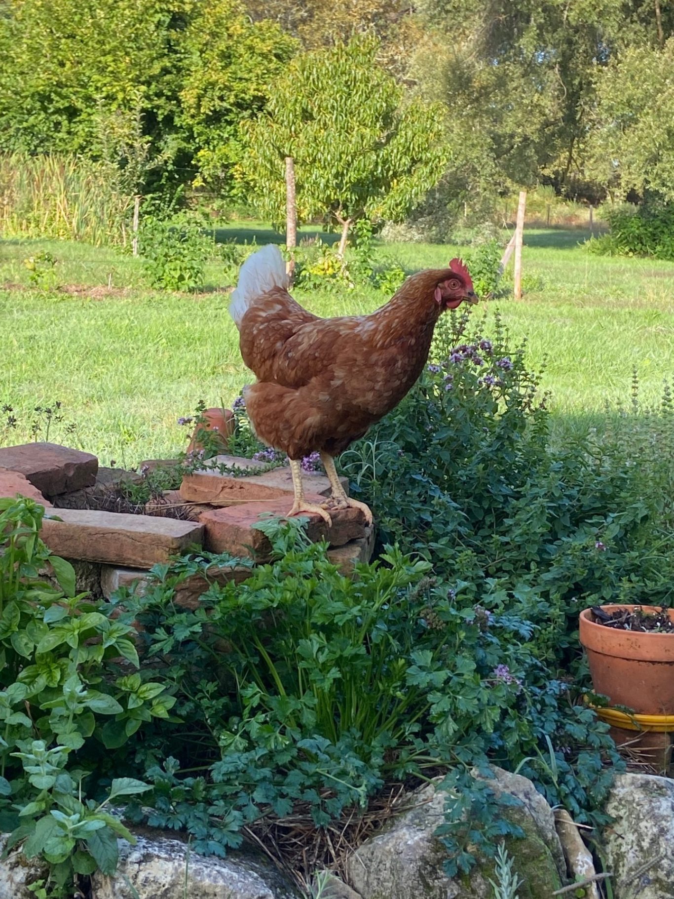 Spirale aromatique (après) Spirale aromatique avec poule